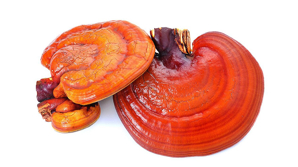 Extracto de hongos de Reishi en Magicoa